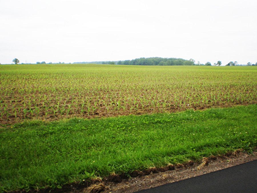 LAND AUCTION - 185+/- Acres offered in 6 Tracts in Henry County